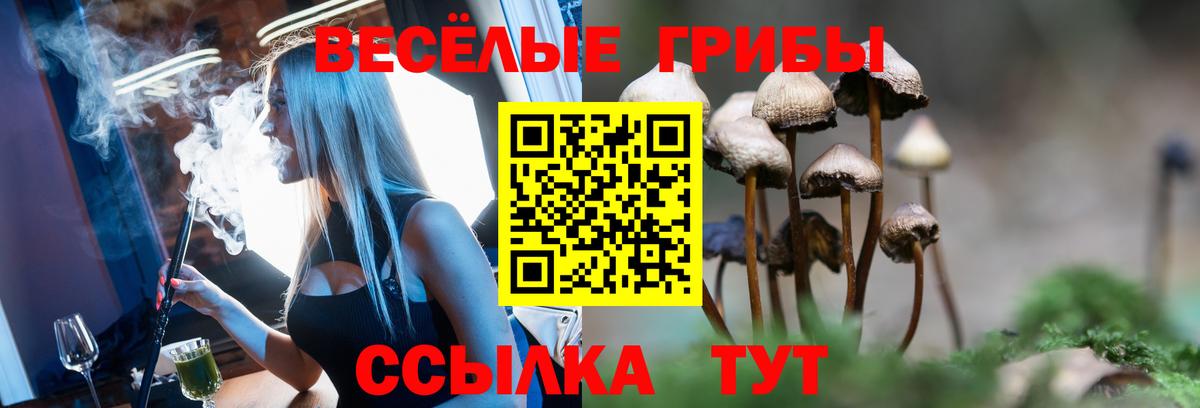 Галлюциногенные грибы Psilocybine cubensis Канск